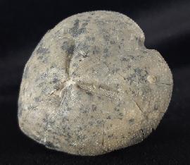 Sonstige - Seeigel - Micraster cf. schroederi STOLLEY 1891